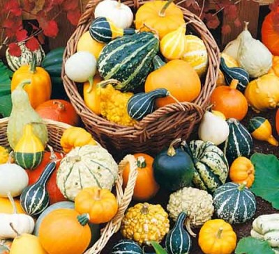 Decorative Pumpkin Mix 